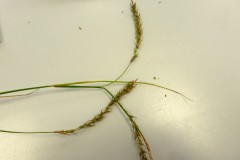 Wood Sedge (Carex sylvatica), Shropshire