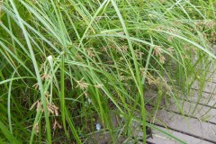 Galingale (Cyperus longus), Old Moor