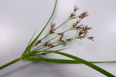 Galingale (Cyperus longus), Shropshire