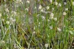 Common Spike-rush (Eleocharist palustris), Old Moor