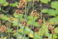 Grey Bulrush (Schoenoplectus lacustris ssp tabernaemontani), Upton Country Park