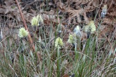 Hare’s-tail Cotton Grass (Eriophorum vaginatum), Hatfield Moor