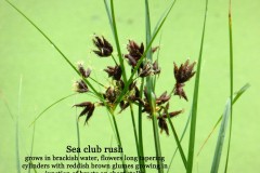 Sea Club-rush (Scirpus maritimus), Preston Montford