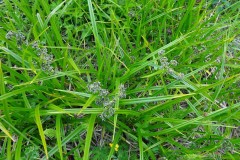 Wood Club-rush (Scirpus sylvaticus), Old Moor