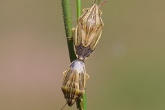 Aelia acuminata - Bishop’s Mitre Shieldbug, Woodside Nurseries, Austerfield