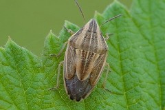 Aelia acuminata - Bishop’s Mitre Shieldbug, Woodside Nurseries, Austerfield.