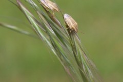 Aelia acuminata - Bishop’s Mitre Shieldbugs, Woodside Nurseries, Austerfield.