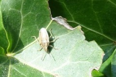 Aelia acuminate -  Bishop’s Mitre Shieldbug, Brodsworth Hall & Garden