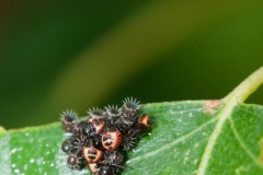 Troilus luridus - Bronze Shieldbug (1st instar), Danes Hill NR