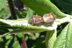 Dolycoris baccarum - Hairy Shieldbug, Cusworth Lane, Doncaster