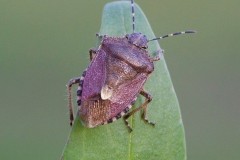 Dolycoris baccarum - Hairy Shieldbug, Woodside Nurseries, Austerfield.