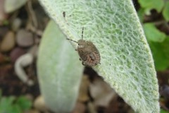 Dolycoris baccarum - Hairy Shieldbug (final instar), Cusworth Lane, Doncaster