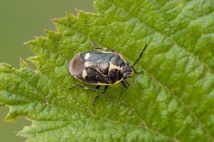 Eurydema oleracea - Crucifer or Brassica Shieldbug, Woodside Nurseries, Austerfield.