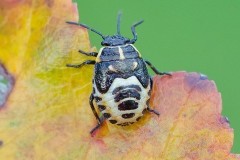 Eurydema oleracea - Crucifer or Brassica Shieldbug, Woodside Nurseries, Austerfield.