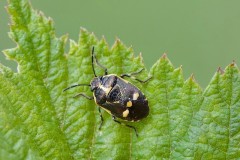 Eurydema oleracea - Crucifer or Brassica Shieldbug, Woodside Nurseries, Austerfield.