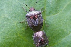 Eysarcoris venustissimus - Woundwort Shieldbug., Woodside Nurseries, Austerfield.