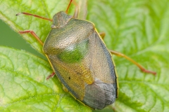 Piezodorus lituratus - Gorse Shieldbug, Lindrick