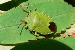 Palomena prasina - Green Shieldbug, Lindrick