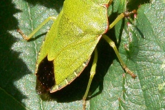 Palomena prasina - Green Shieldbug, Lindrick