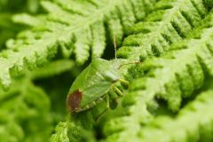 Palomena prasina - Green Shieldbug