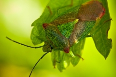 Acnanthosoma haemorrhoidale - Hawthorn Shieldbug, Sherwood