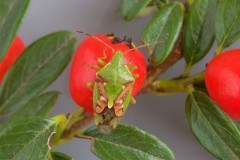 Cyphostethus tristriatus - Juniper Shieldbug, Woodside Nurseries, Austerfield