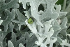 Palomena prasina -  Common Green Shieldbug (3rd instar), Brodsworth Hall & Garden