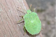 Palomena prasina - Common Green Shieldbug (5th instar), Cusworth Lane, Doncaster