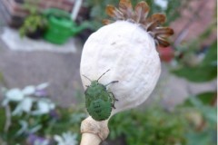 Palomena prasina - Common Green Shieldbug (5th instar), Halifax Crescent, Doncaster