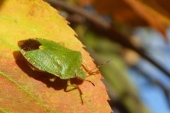 Palomena prasina - Common Green Shieldbug ,Brodsworth Hall Doncaster