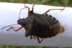 Pentatoma rufipes  - Red-legged Shieldbug, Cusworth Hall & Park