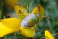 Piezodorus lituratus - Gorse Shieldbug, Woodside Nurseries, Austerfield.