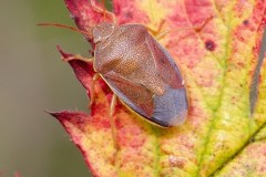 Piezodorus lituratus - Gorse Shieldbug, Woodside Nurseries, Austerfield.