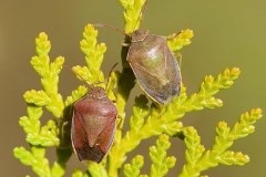 Piezodorus lituratus - Gorse Shieldbug, Woodside Nurseries, Austerfield.