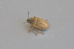 Podops inuncta - Turtle Shieldbug, Woodside Nurseries, Austerfield.