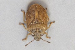 Podops inuncta - Turtle Shieldbug, Woodside Nurseries, Austerfield