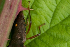 Pentatoma rufipes - Red-legged Shieldbug, Anston Stones