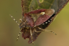 Dolycoris baccarum - Hairy Shieldbug