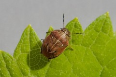 Neottiglossa pusilla - Small Grass Shieldbug, Woodside Nurseries, Austerfield