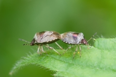 Eysarcoris venustissimus - Woundwort Shieldbug, Danes Hill NR