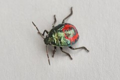 Zicrona caerulea - Blue Shieldbug (nymph), Woodside Nurseries, Austerfield