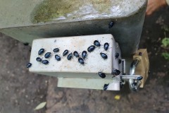 Alder-leaf Beetles on metal barrier