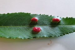 Euua proxima - The Red bean gall