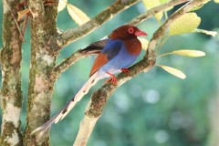 Blue Magpie, Sri Lanka