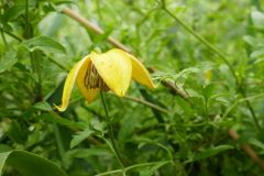 Clematis, Clematis tangutica,