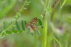 Heath moth, Chiasmia clathrata