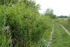 Track to Thorne Moor