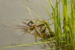 Emperor Dragonfly at Three Haggs Wood