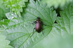 Carabus granulatus, Chamber’s Farm Wood, Lincs.