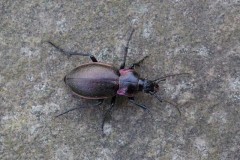 Carabus nemoralis, Woodside Nurseries, Austerfield.